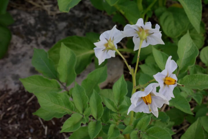 Purple majesty potato flowers