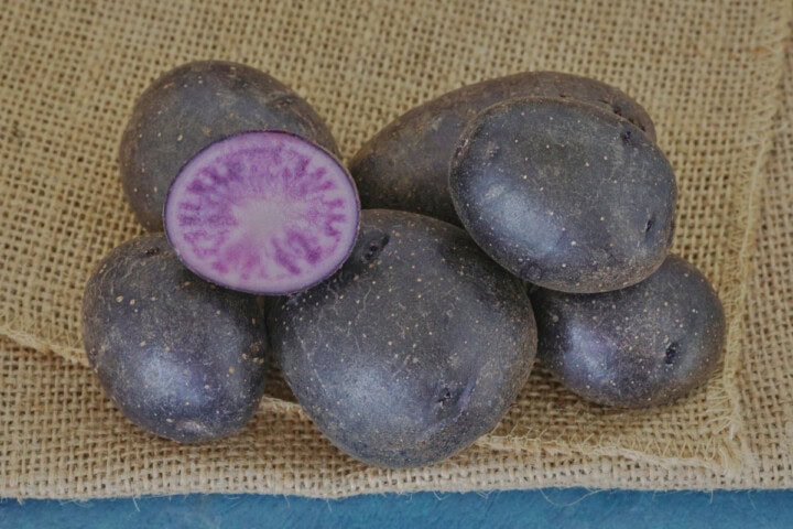 Purple majesty potatoes on burlap on a background
