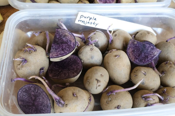 sprouted purple majesty seed potatoes in a container