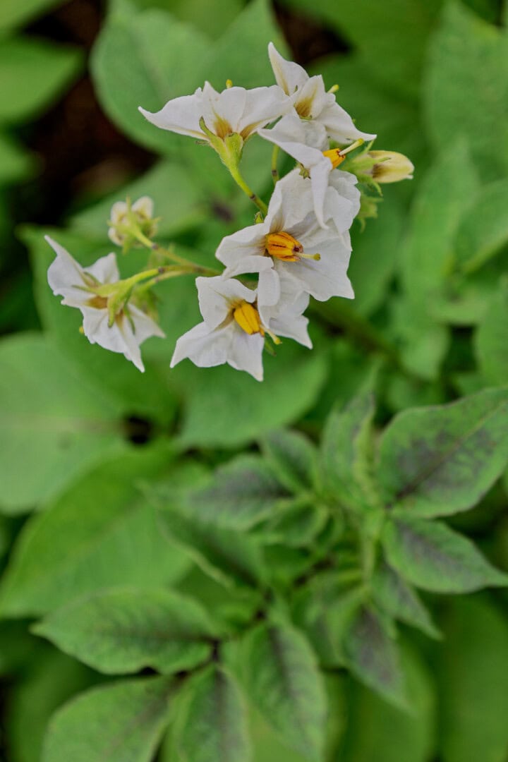 purple peruvian potato flowers