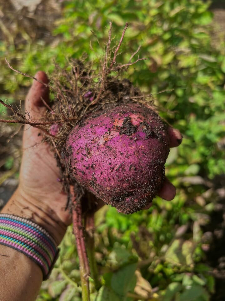 freshly-dug purple viking potatoes in a hand over a garden bed of potato plants