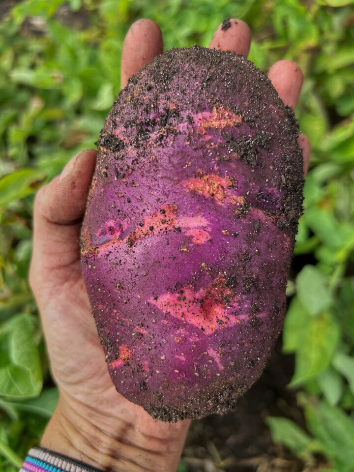 a freshly-dug purple viking potato in an open hand over a garden bed of potato plants