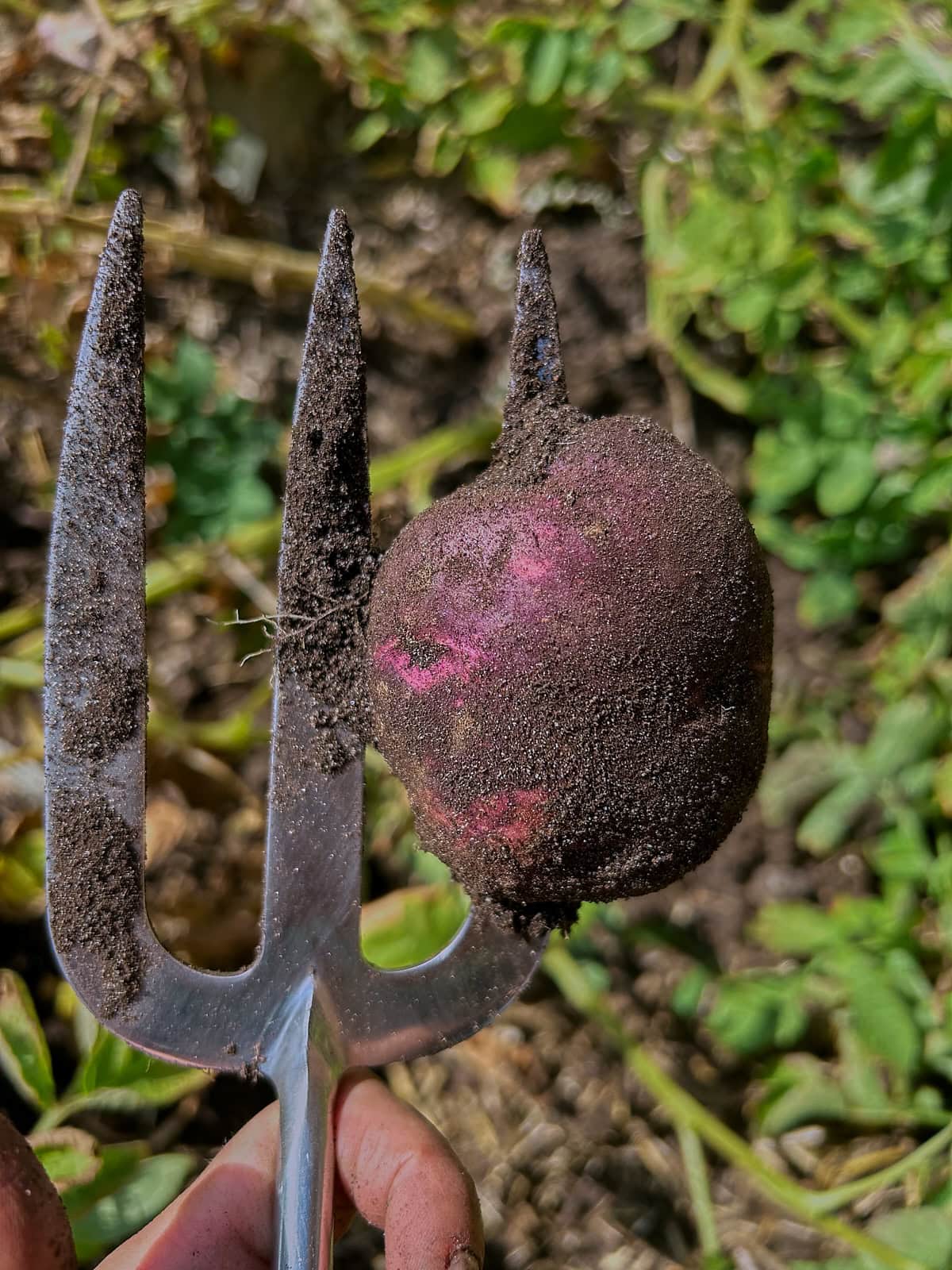 a purple viking potato stuck on a gardening fork