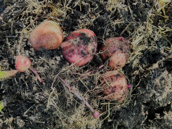 freshly-dug red pontiac potatoes on the soil