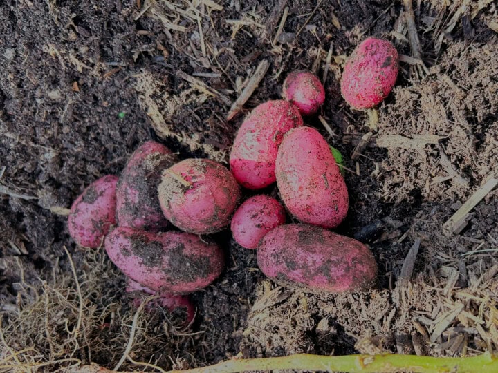 freshly-dug red thumb pre-nuclear potatoes on the soil