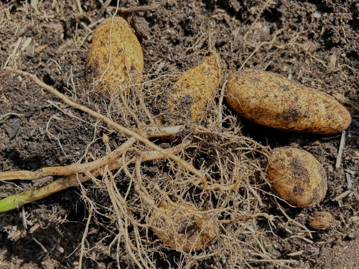 freshly-harvested russet burbank potatoes on the soil