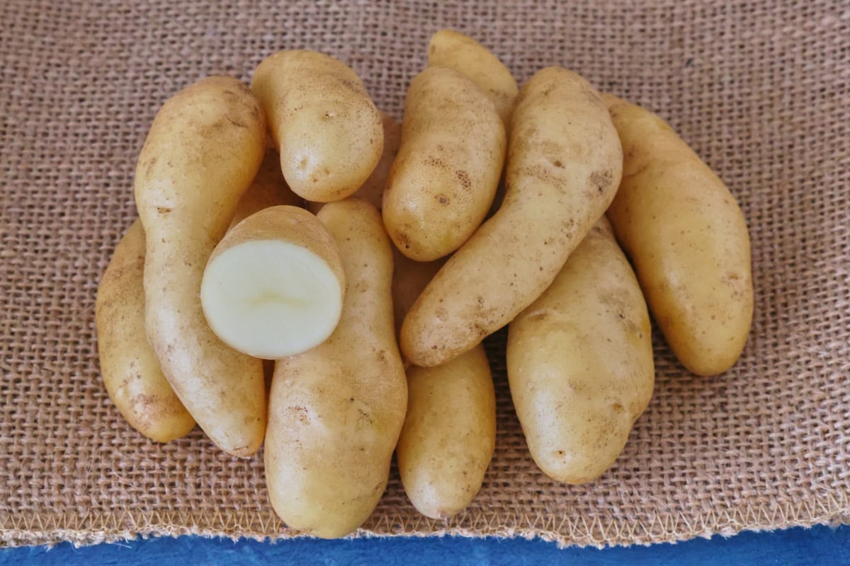 russian banana potatoes on burlap on a background