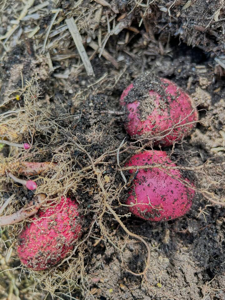 freshly-dug sangre potatoes on the soil