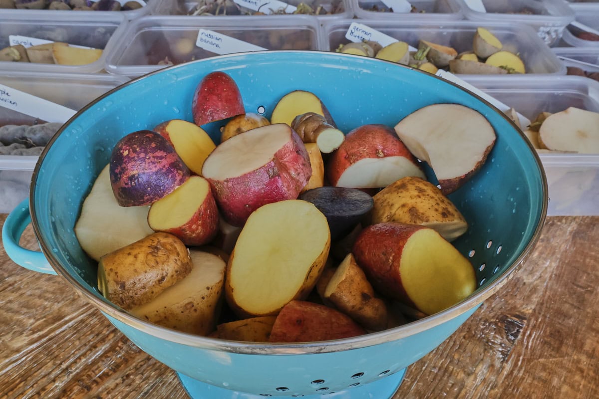seed potatoes in a colander on a table with more labeled seed potatoes in containers in the background