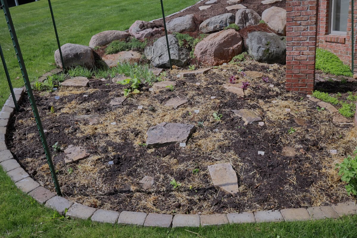 a garden bed with planted potatoes