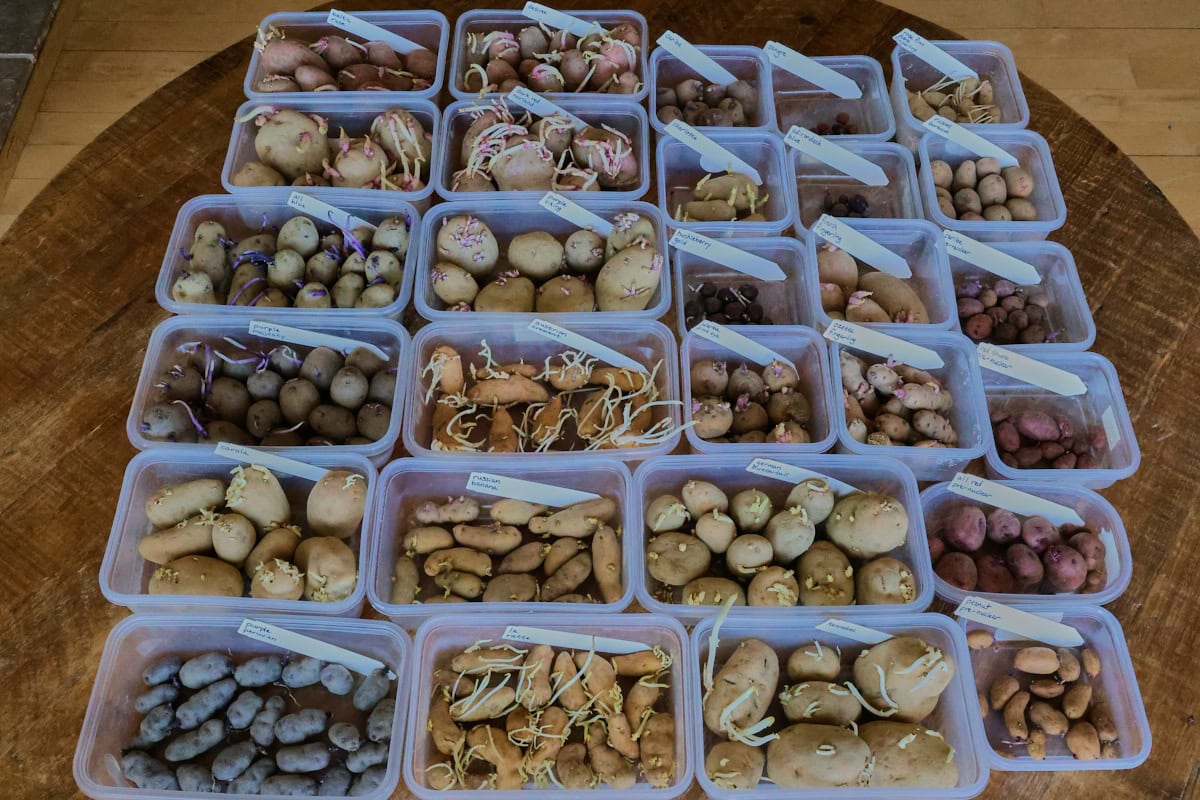 labeled sprouted seed potatoes in containers