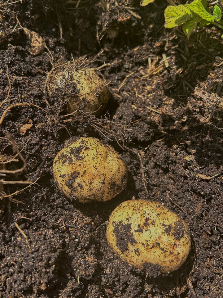 freshly-dug warba pink eye potatoes on the soil