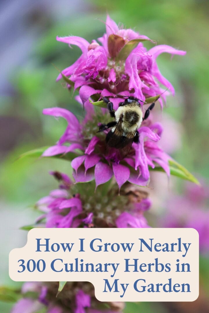 a labeled photo of a flowering bergamo bee balm plant with a bumblebee on a bloom
