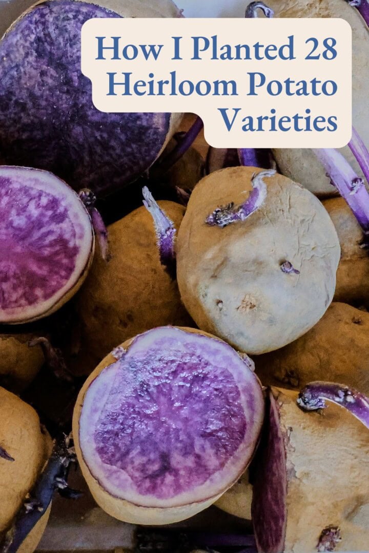 a labeled photo of all blue seed potatoes