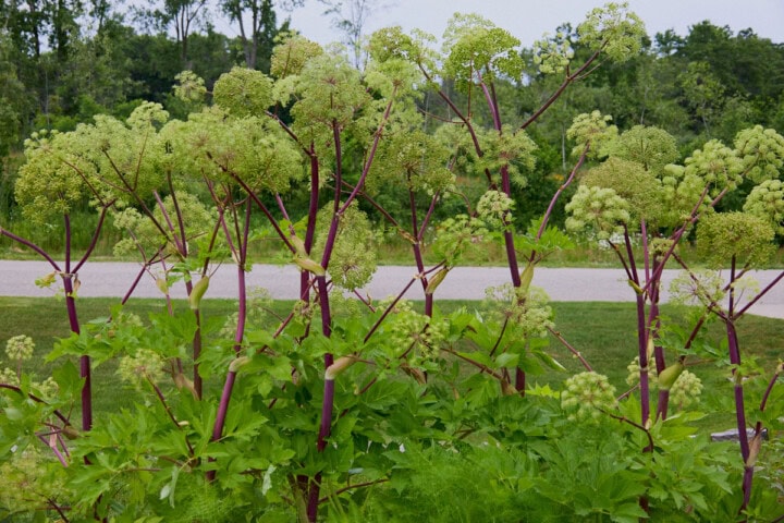 flowering angelica plants growing in a garden