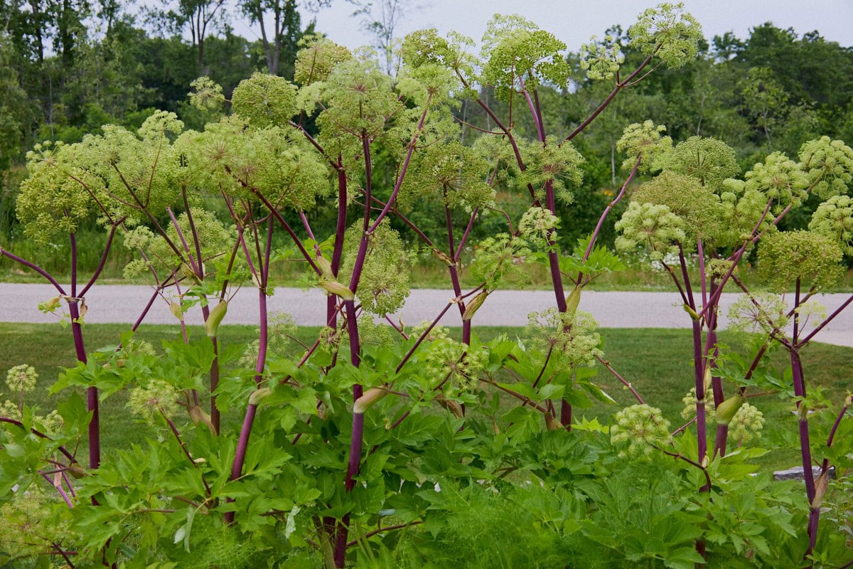 flowering angelica plants growing in a garden