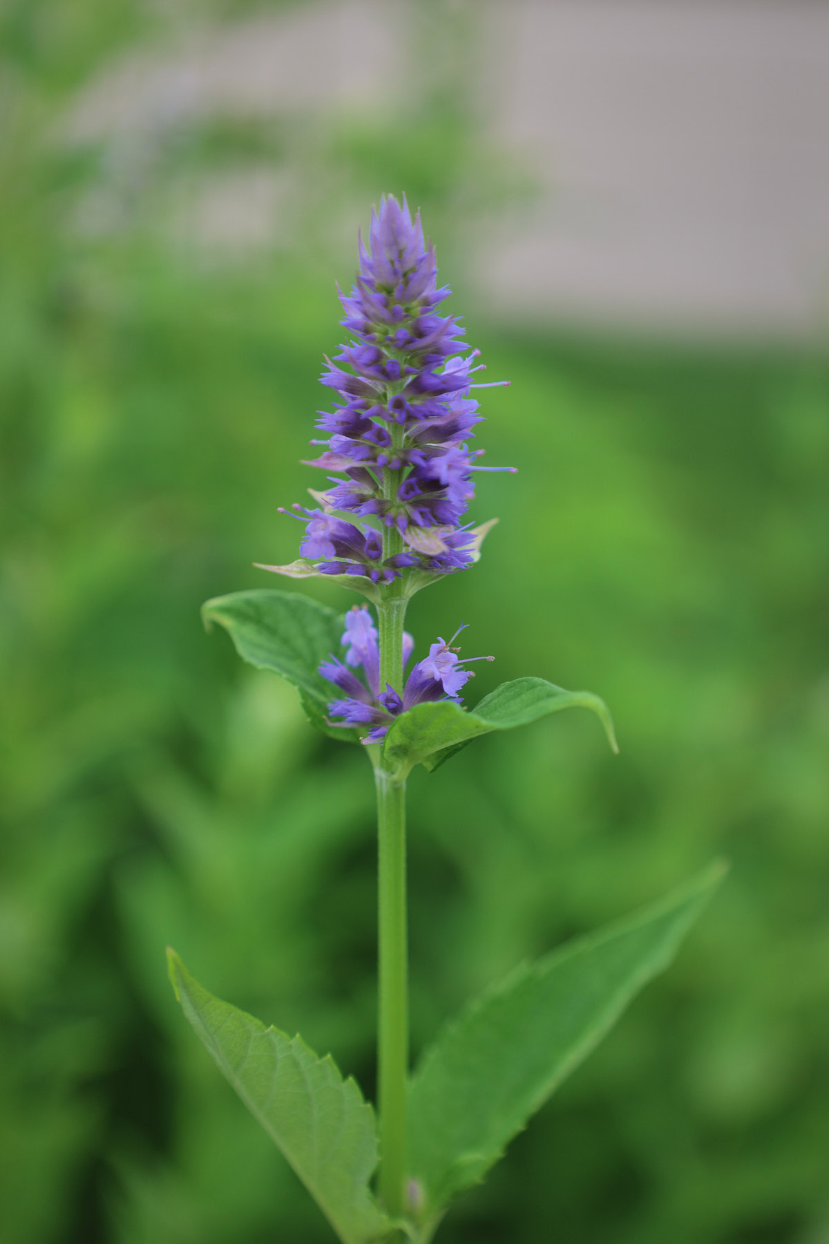 a flowering anise hyssop plant growing in a garden