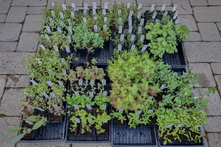 annual and perennial herb seedlings in nursery trays