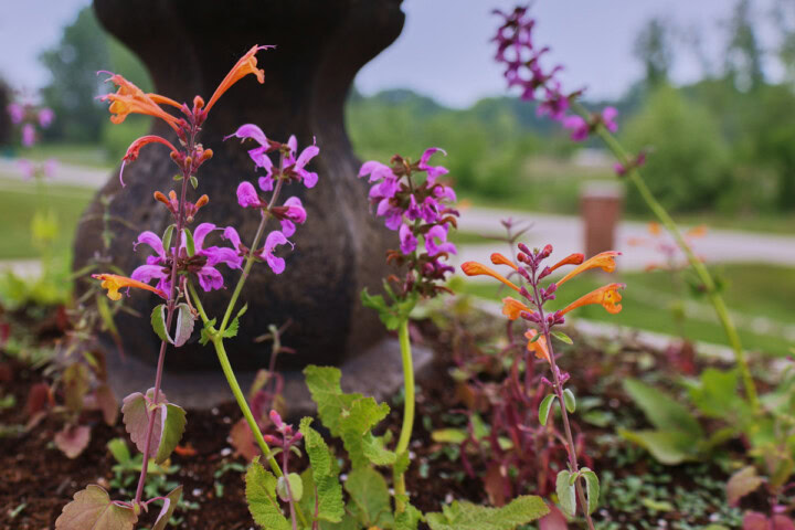 apricot sprite and texas hummingbird mint heather queen agastache plants growing in an old fountain in a garden