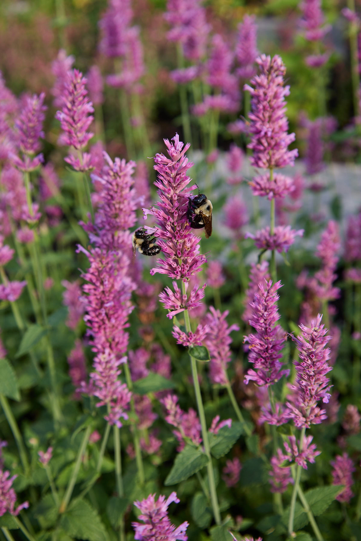 arcado pink agastache plants growing in a garden