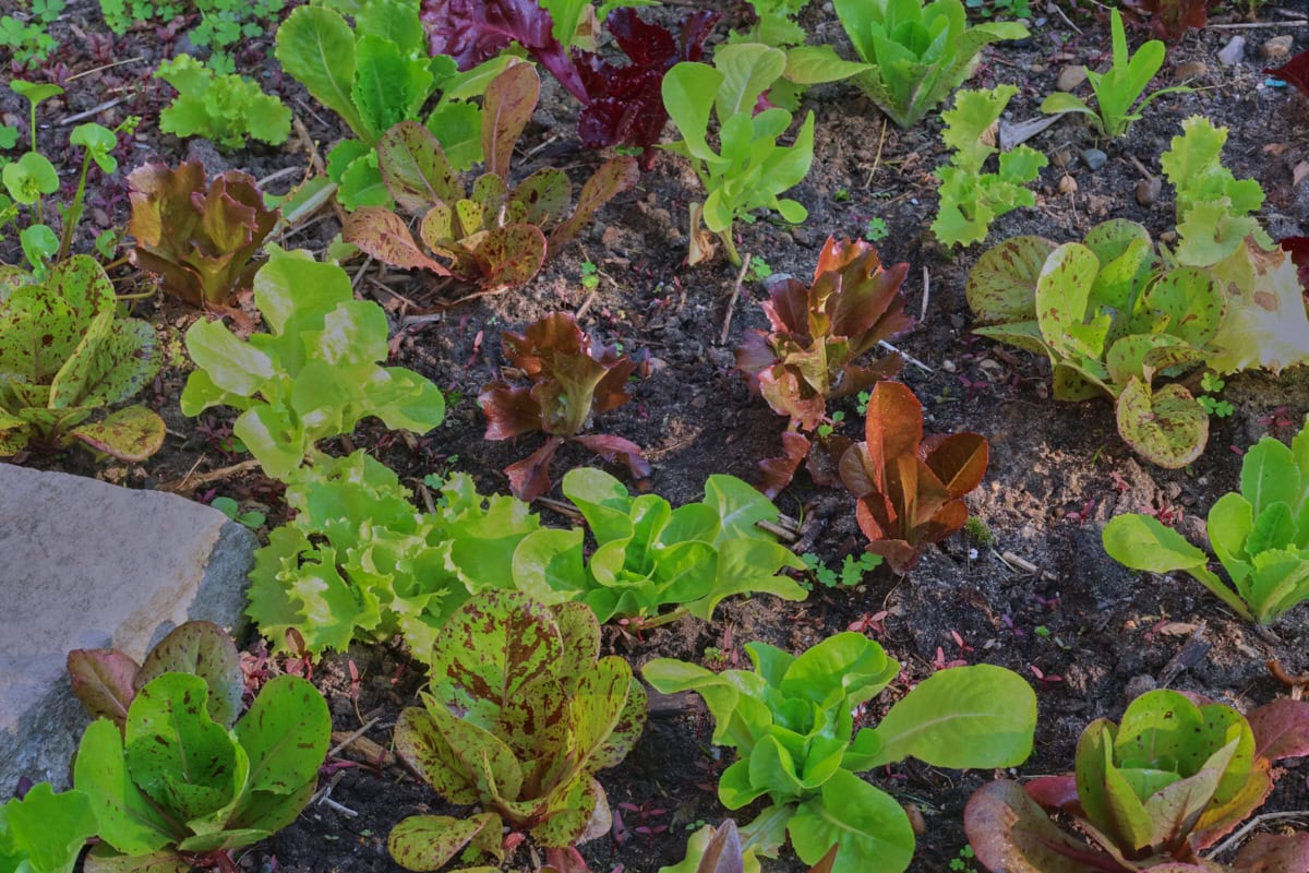 baby lettuce plants growing in a garden.