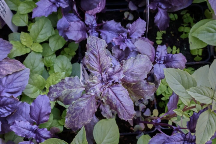 basil seedlings in nursery trays