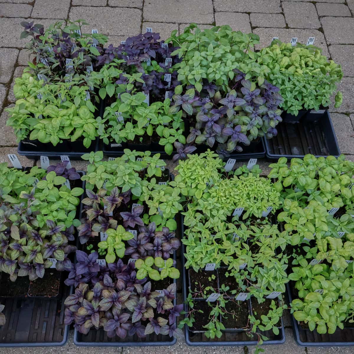 basil seedlings in nursery trays
