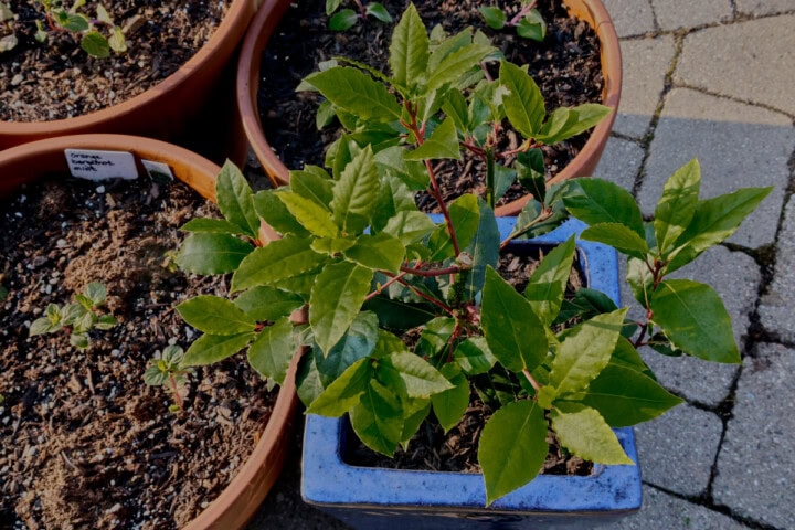 a bay laurel plant growing in a pot next to some pots with small mint plants.