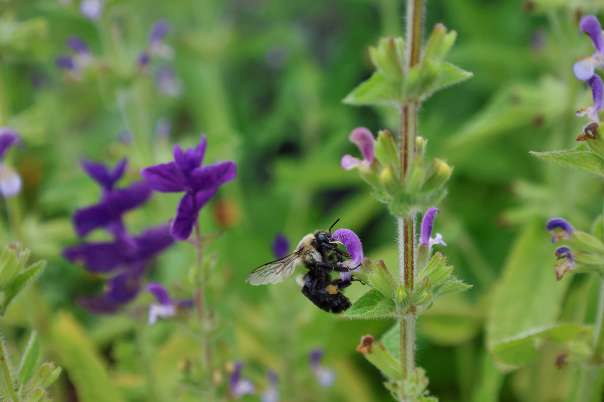 a bee on flowering blue monday sage salvia plants