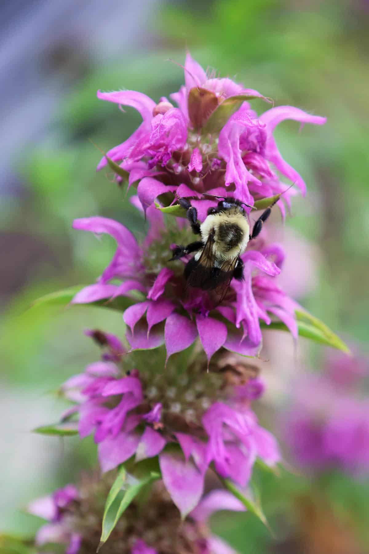 a flowering bergamo bee balm plant with a bumblebee on a blossom