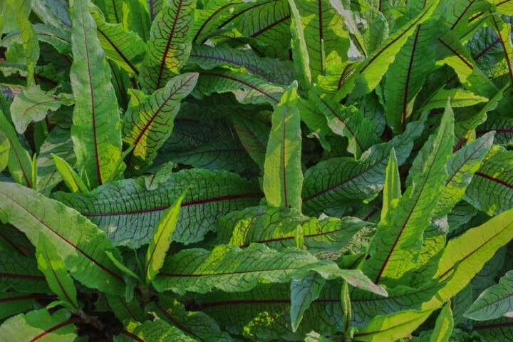 bloody dock plants growing in a garden.