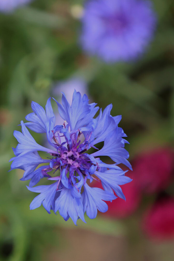 a blue cornflower in a garden