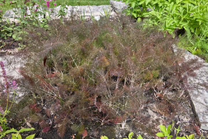 Bronze fennel plants growing in a garden