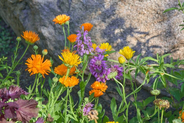 calendula and bergamot flowers growing in a garden