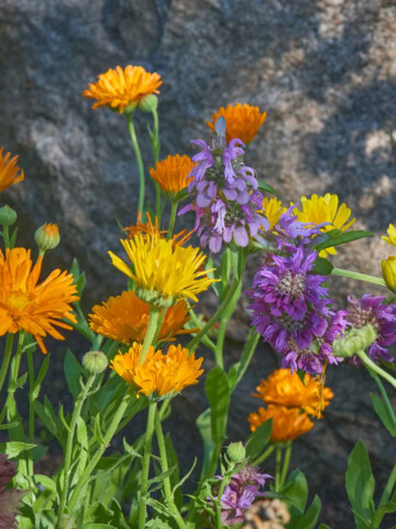 flowering calendula and lemon bergamot plants growing in a garden