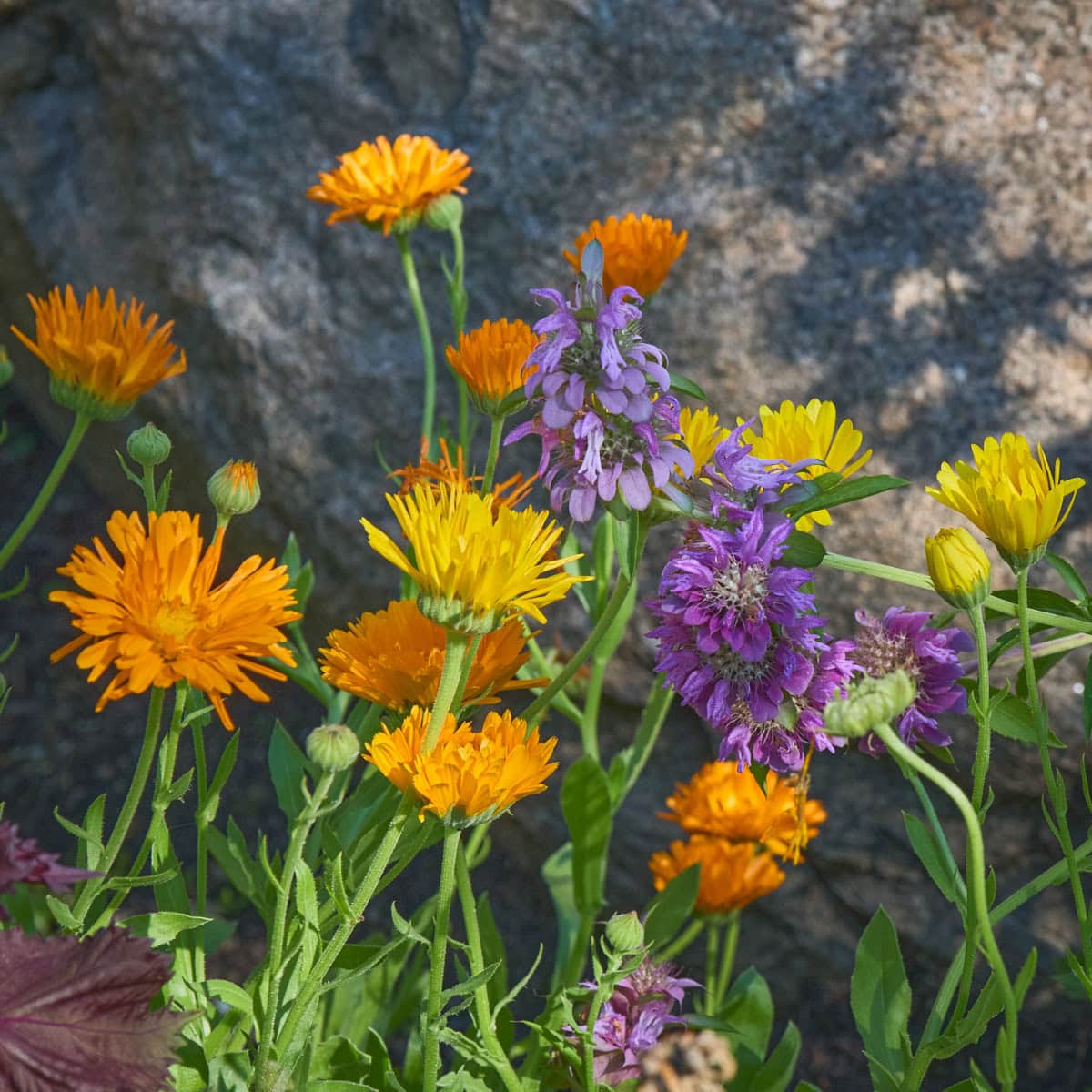 flowering calendula and lemon bergamot plants growing in a garden