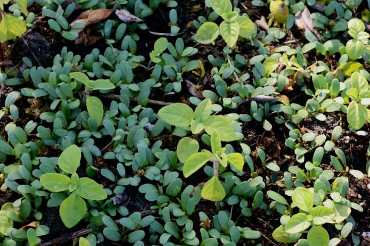 camphor kapoor tulsi basil seedlings growing among white clover weeds in a garden