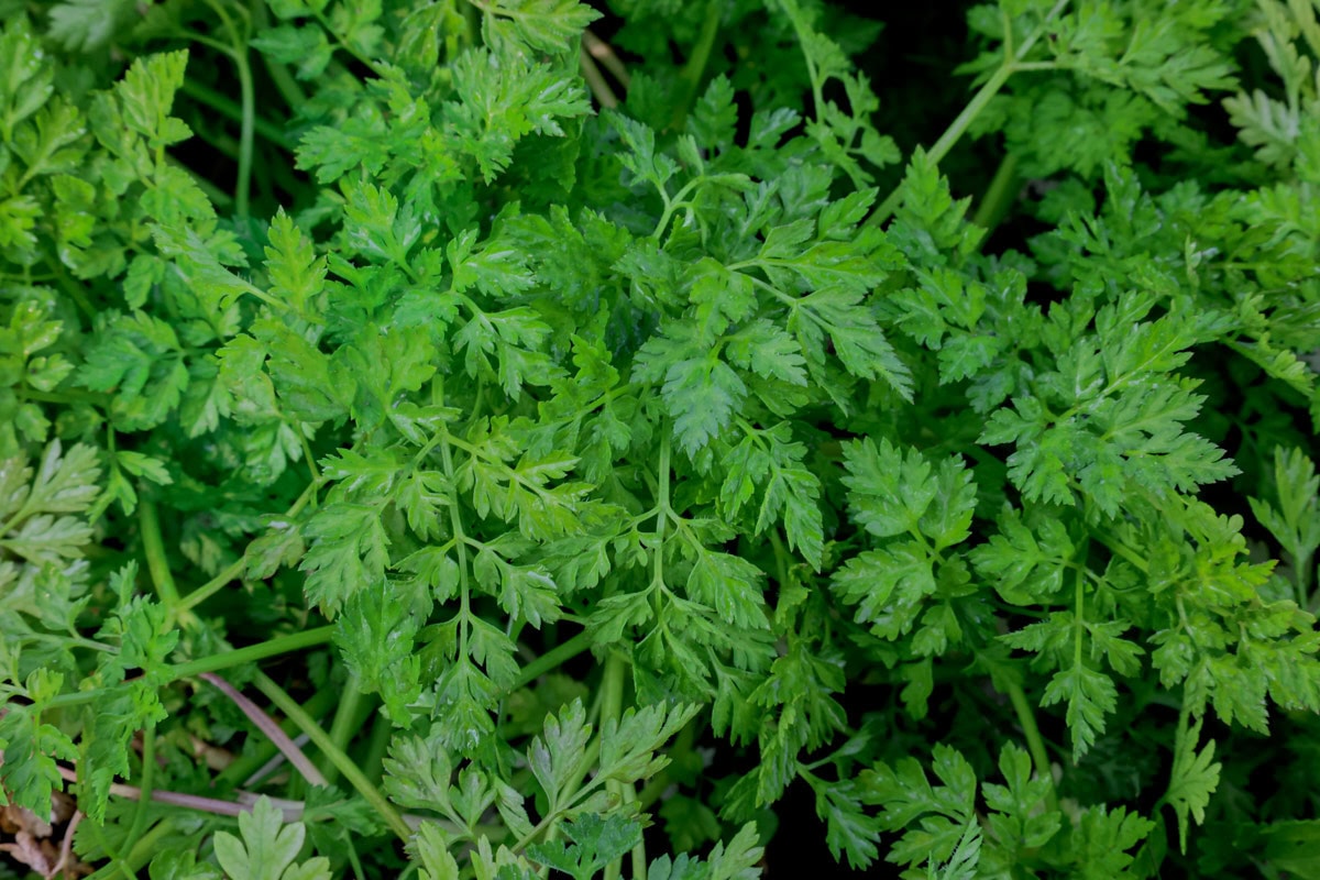 chervil plants growing in a garden