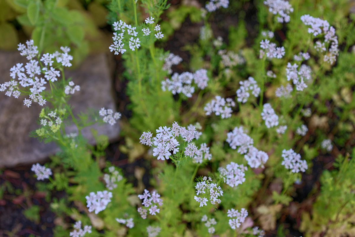 cilantro plants in bloom in a garden