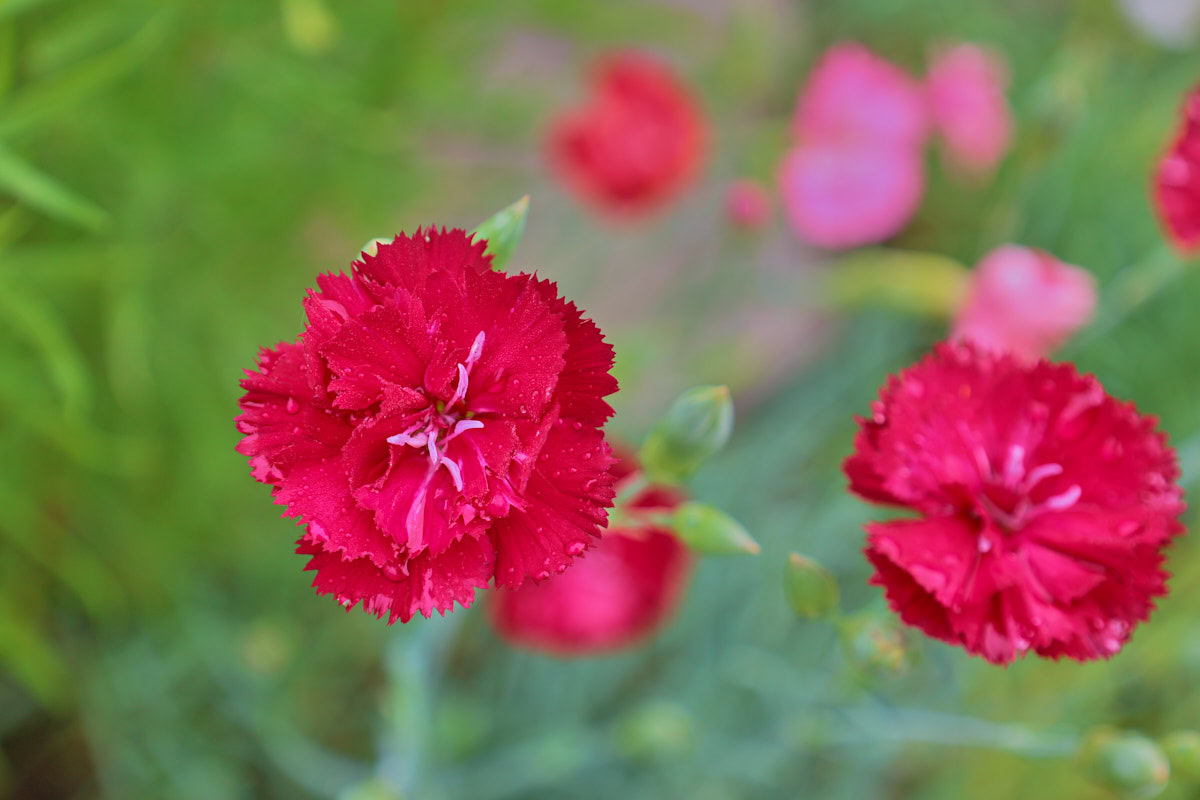clove pink flowers growing in a garden