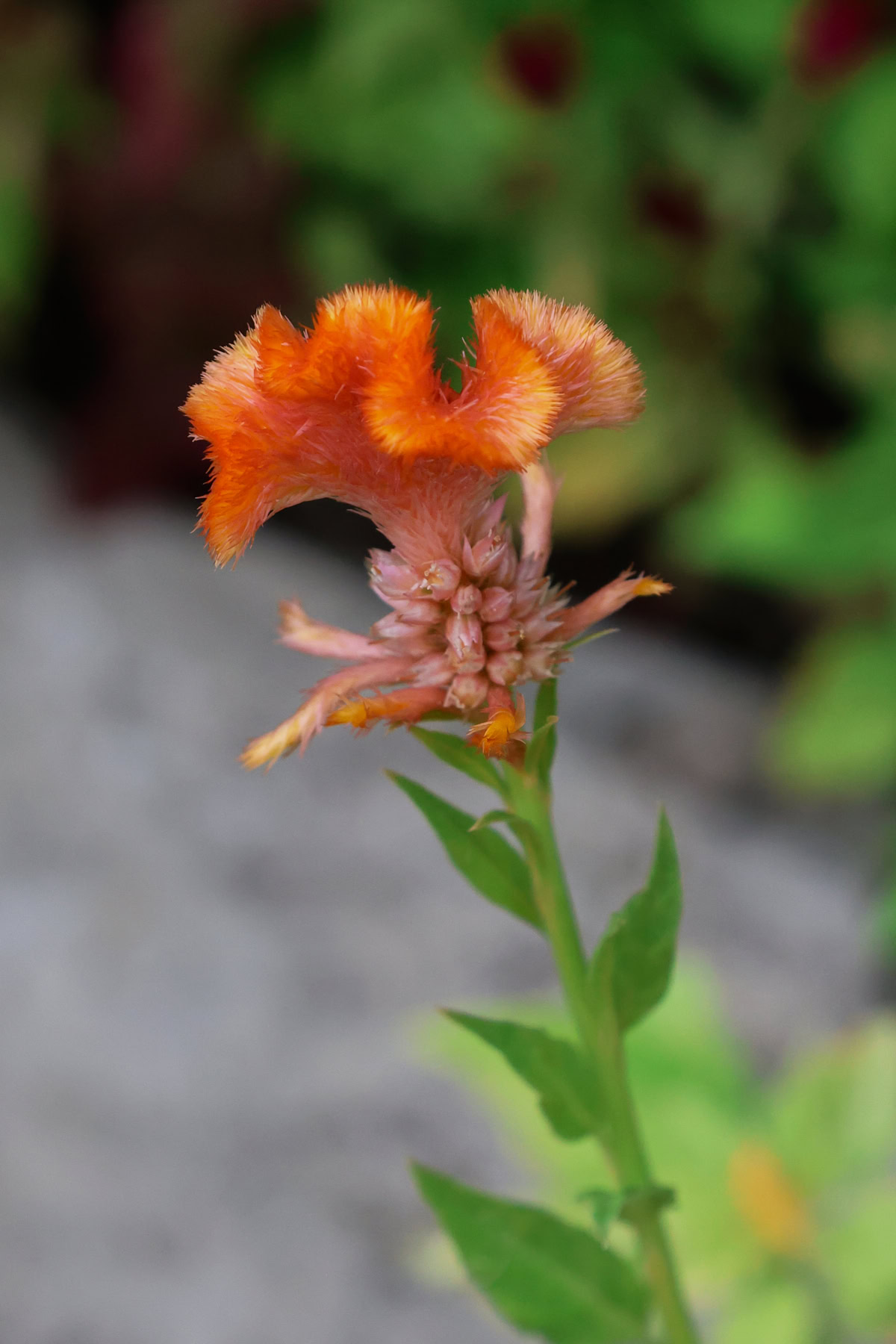 orange kumquat flowers growing in a garden