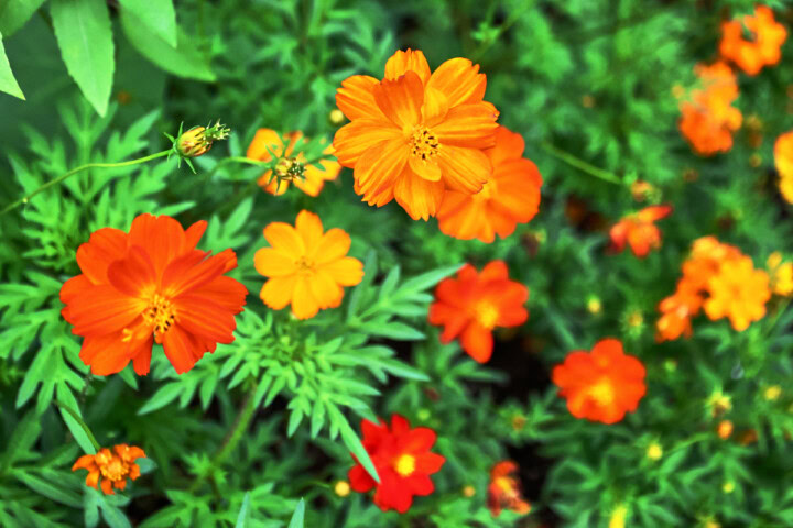 cosmos flowers in a garden