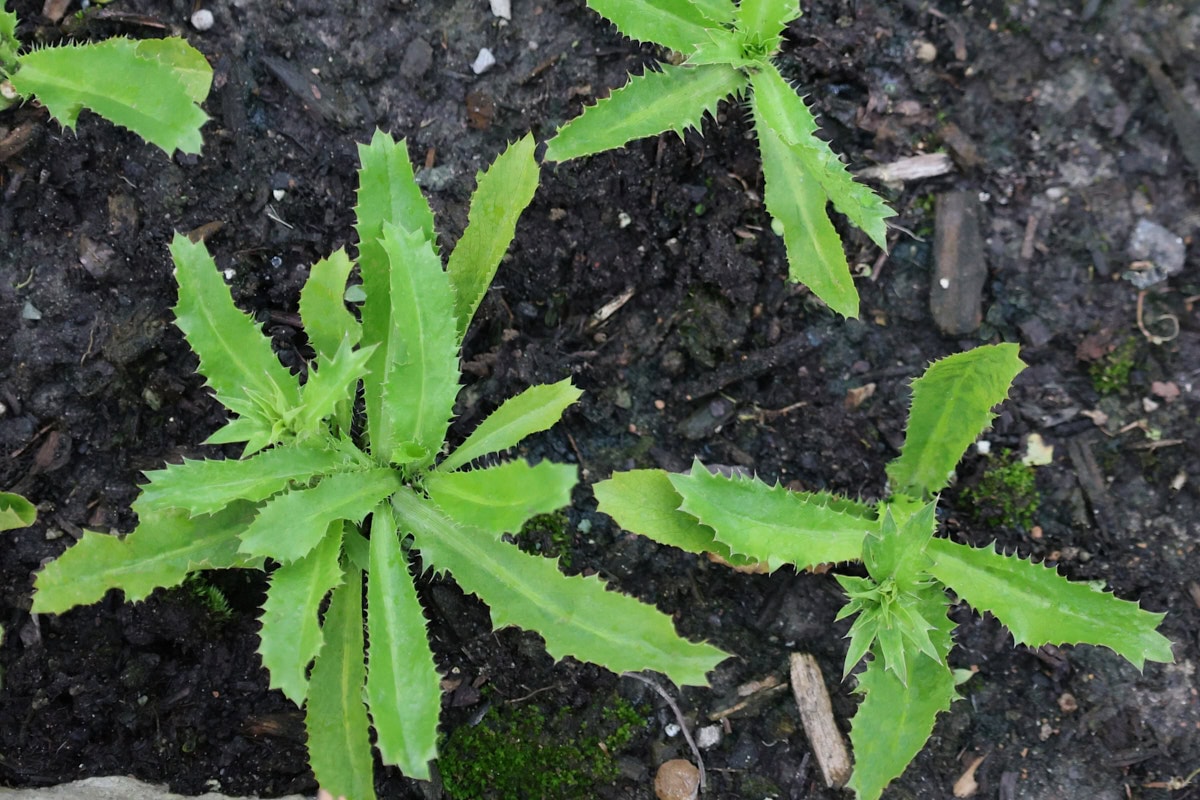 culantro plants growing in a garden