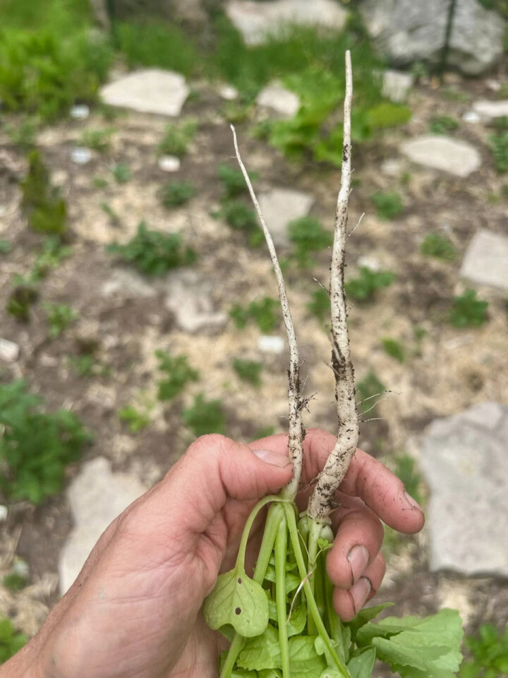 a hand holding two small daikon radish roots above a garden bed.