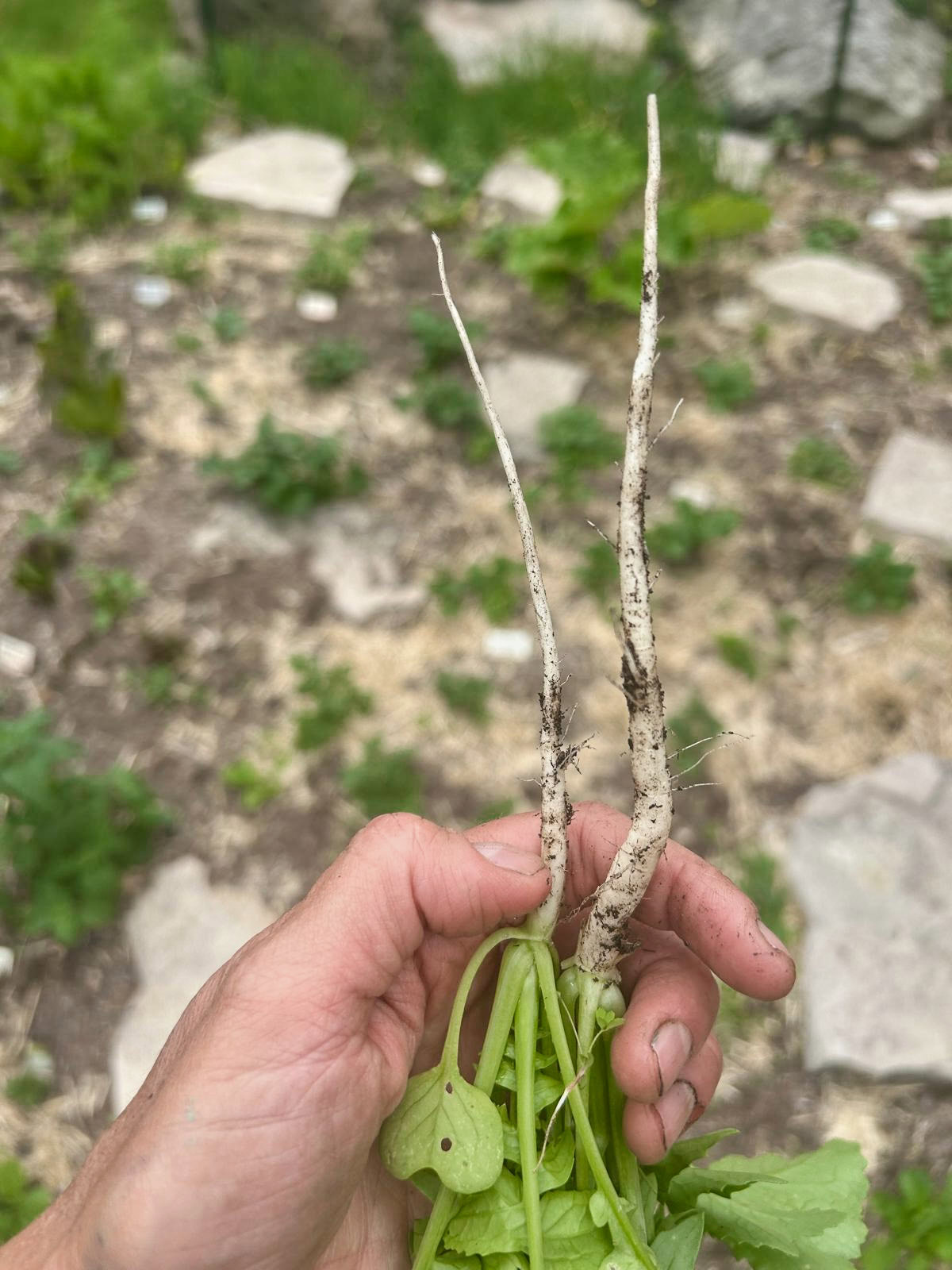 a hand holding two small daikon radish roots above a garden bed.