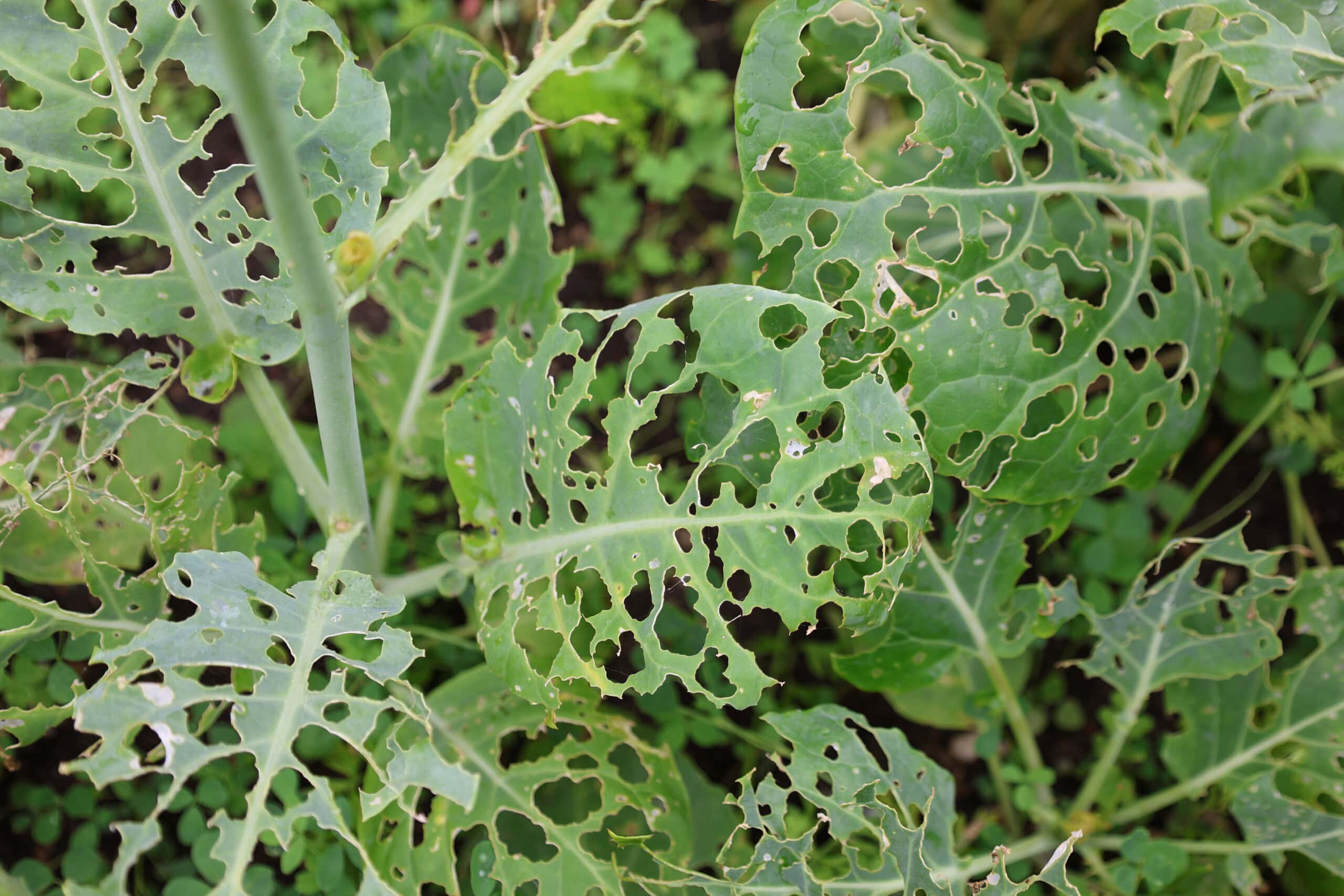 a brussels sprout plant with lacy-looking leaves eaten by insects