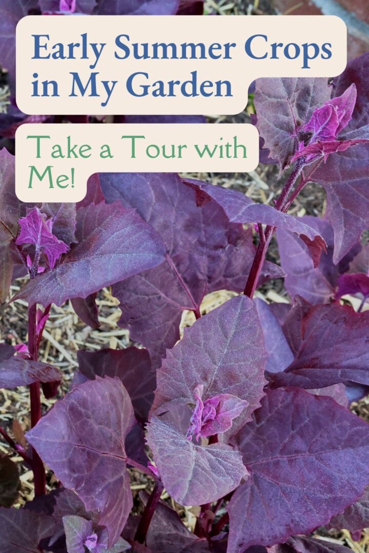 a labeled photo of purple orach growing in a garden