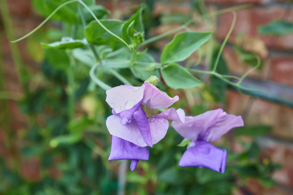 flowering erewhon sweet pea plants growing on a trellis