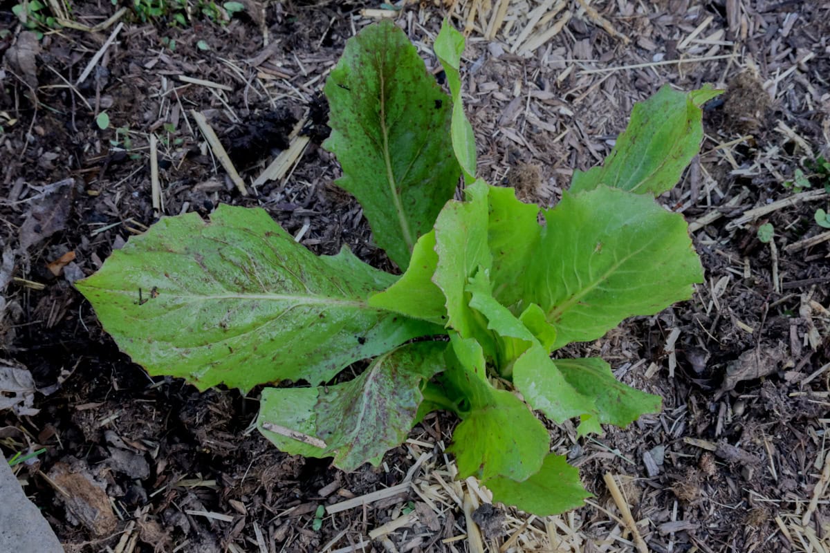 an eros escarole plant growing in a garden.