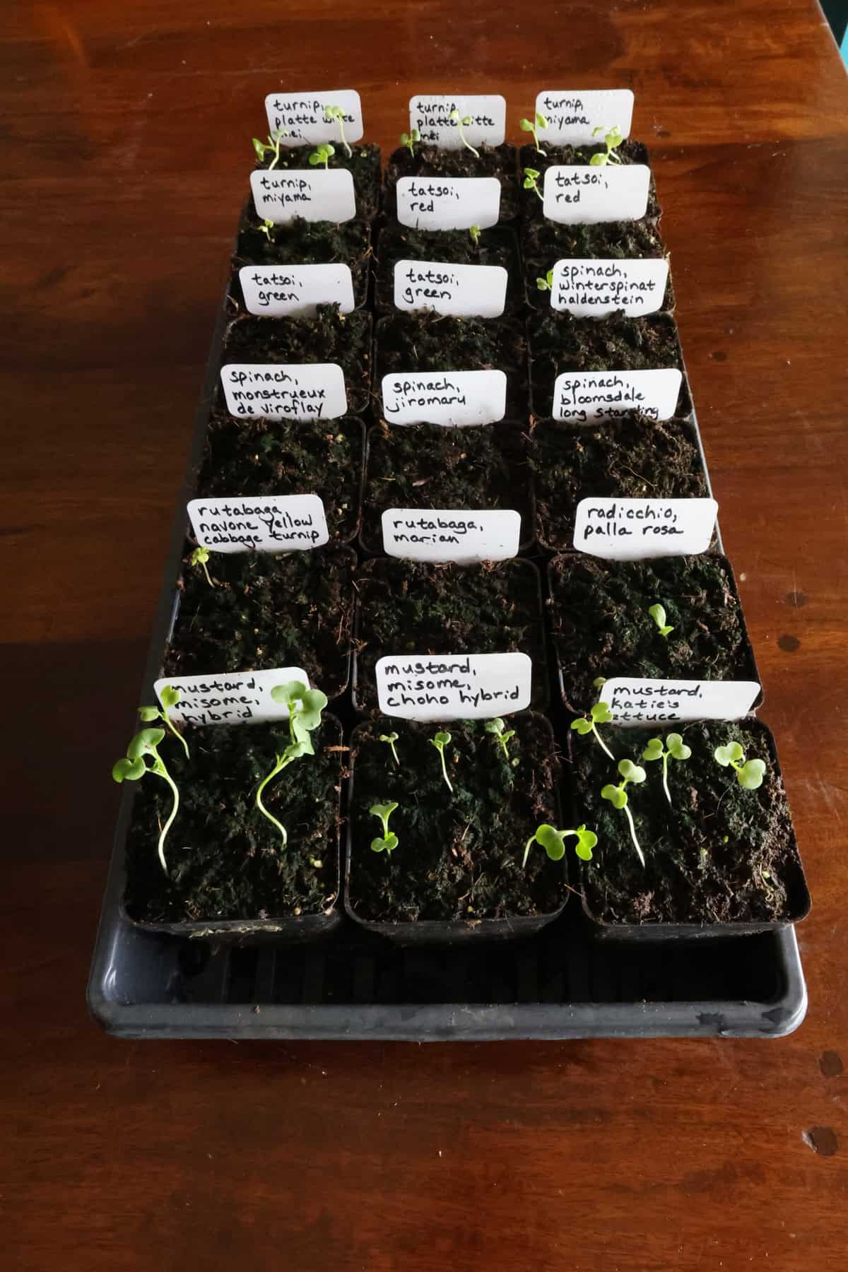 seedlings sprouting in a nursery flat with low germination